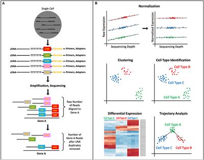 Single-Cell RNA Sequencing of the Cardiovascular System: New Looks for Old Diseases